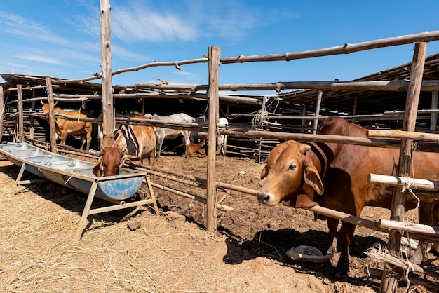 Koeien eten in de trog en nog veel meer in het concept van boerderij tot landbouw en veeteelt