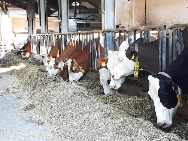 Foto koeien eten voedsel op de boerderij