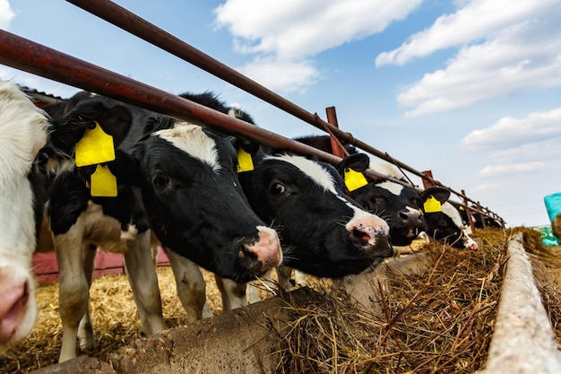 Koeien fokken in de vrije veehouderij Koeienstal Vee koeienboerderij Kudde zwart witte koeien kijken met belangstelling naar de camera