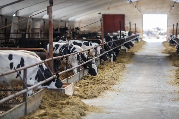 Koeien fokken in de vrije veehouderij Koeienstal Vee koeienboerderij Kudde zwart witte koeien kijken met belangstelling naar de camera