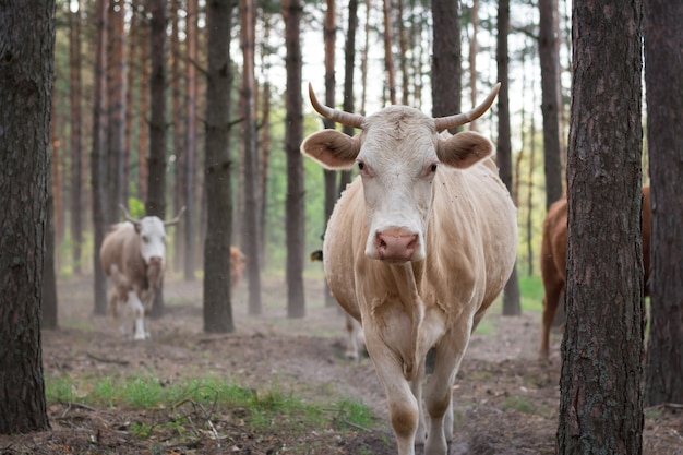 Koeien gaan naar huis door het dennenbos