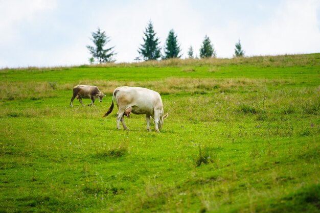 Foto koeien grazen in de bergen.