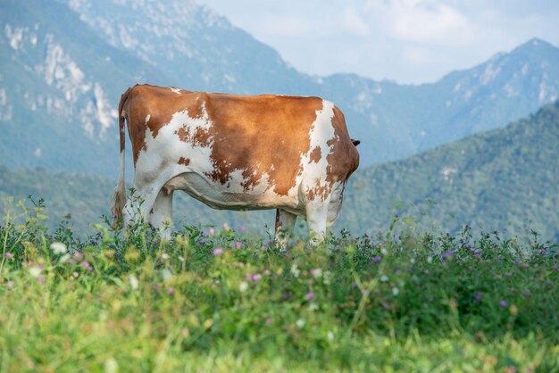 Koeien grazen in de bergweide