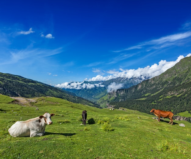 Koeien grazen in de Himalaya