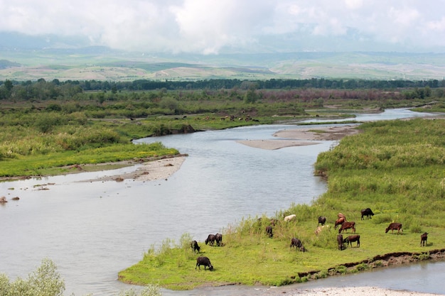 Koeien grazen in de wei bij de rivier