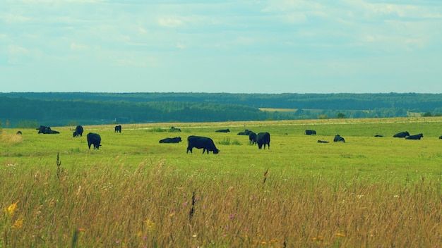 Koeien grazen in de zomer op een veld kudde zwarte koeien grazen op een open boerderij met runderen op het veld in