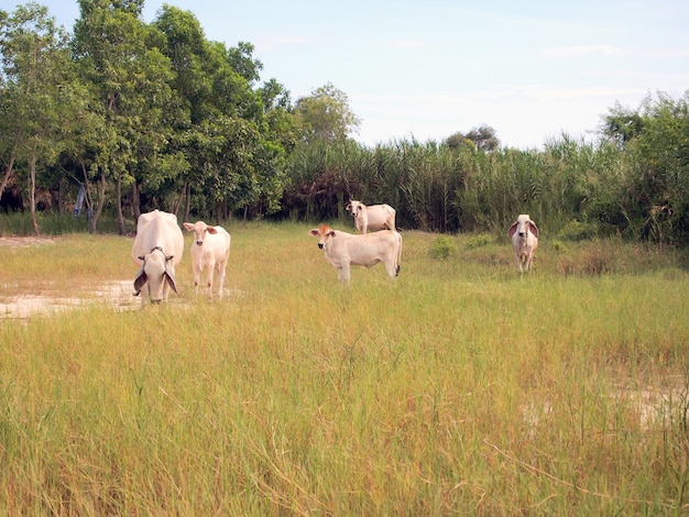 Koeien grazen in een weide. Zonnige zomerdag