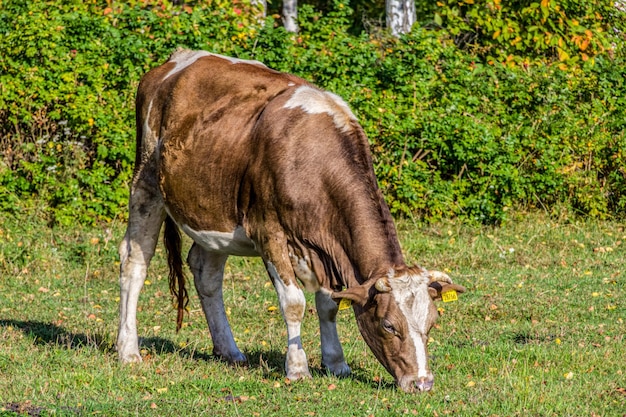 Koeien grazen in een weiland op een heldere zonnige zomerdag