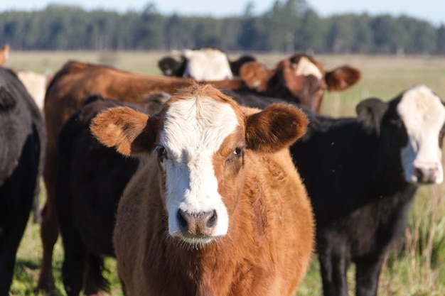 Koeien grazen in het groene argentijnse platteland