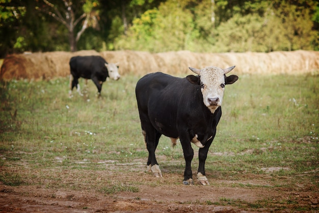 koeien grazen in het veld op de boerderij