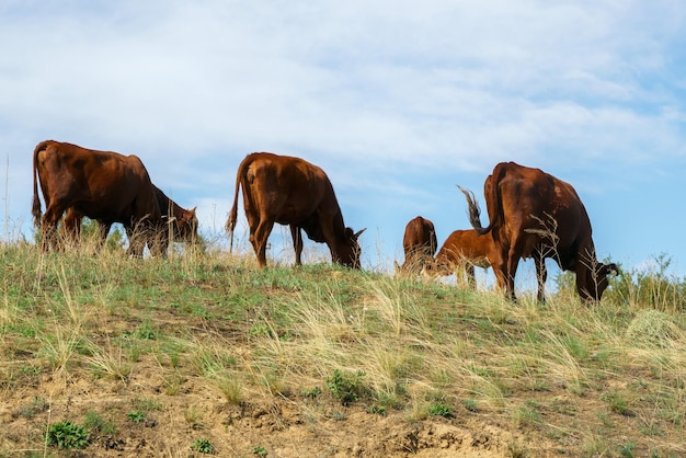 Koeien grazen in het veld