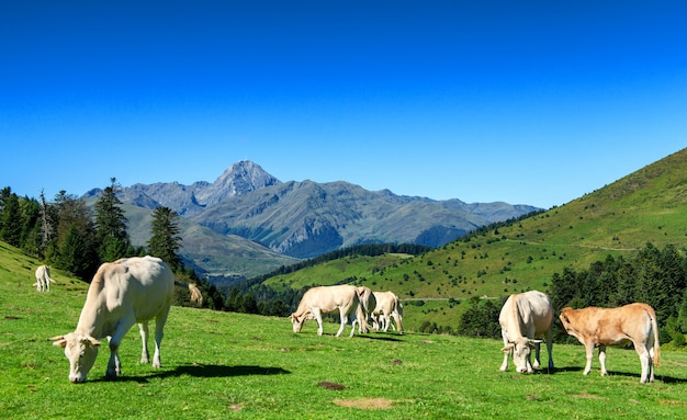 Koeien grazen in weilanden van de pyreneeën, pic du midi op achtergrond