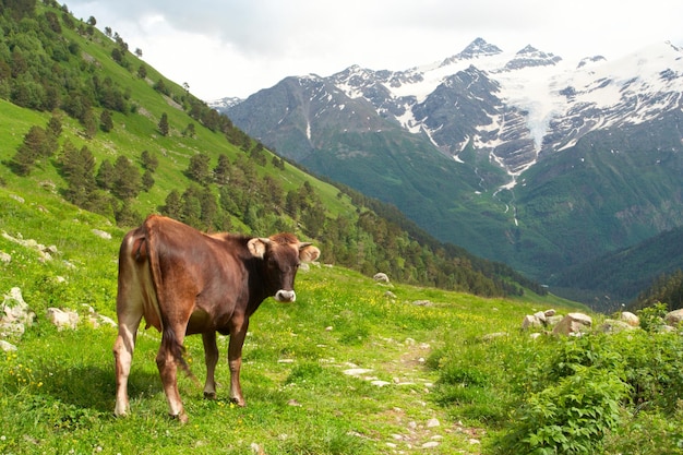 Koeien grazen op een bergweide