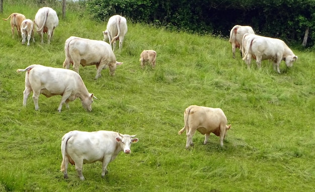 Koeien grazen op een grasveld