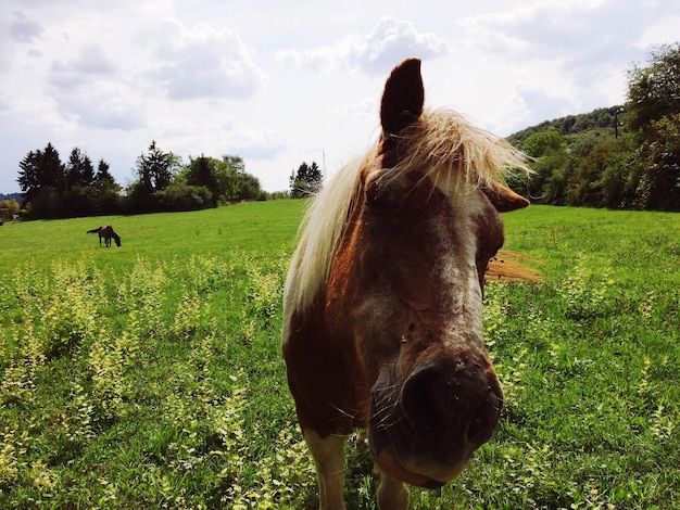 Foto koeien grazen op een grasveld