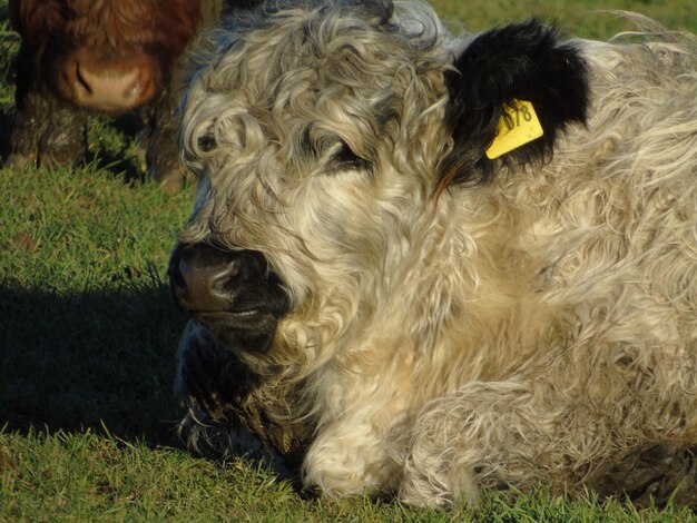 Foto koeien grazen op een grasveld