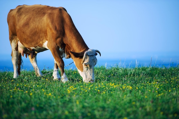 Koeien grazen op een groen veld