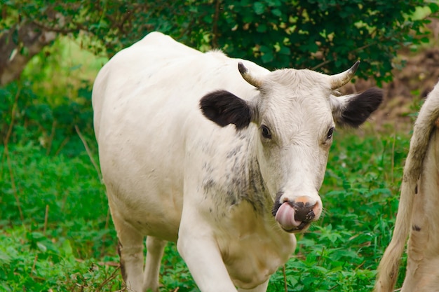 Koeien grazen op een groene weide.