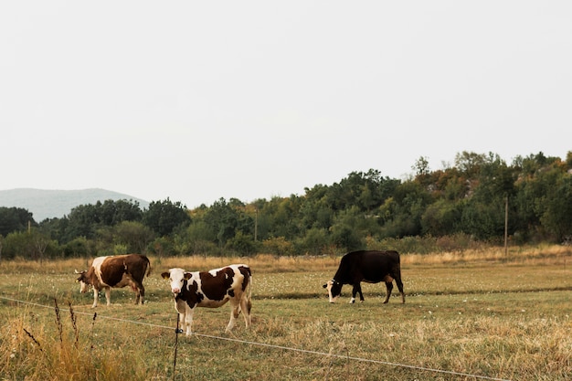 Koeien grazen op een weiland op het platteland