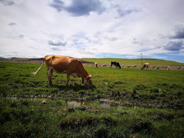 Koeien grazen op grasland tegen een bewolkte lucht