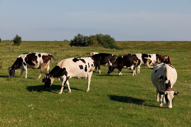 Koeien grazen op het gras. Mooie zomerse landschap.