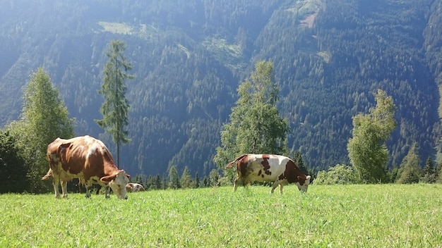 Foto koeien grazen op het grasveld tegen de berg.