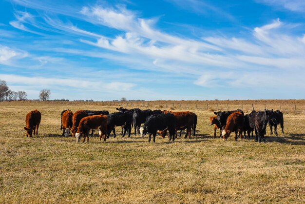 Koeien grazen op het veld in de Pampasvlakte van Argentinië