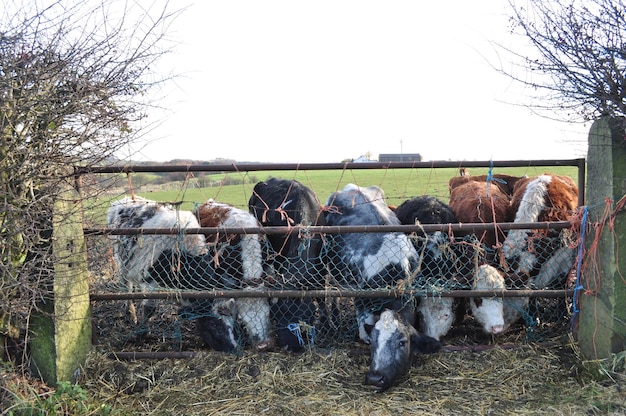 Foto koeien grazen op het veld op een boerderij