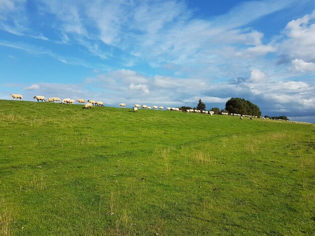 Koeien grazen op het veld tegen de lucht