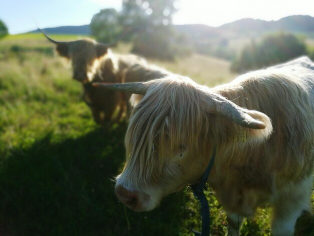 Foto koeien grazen op het veld