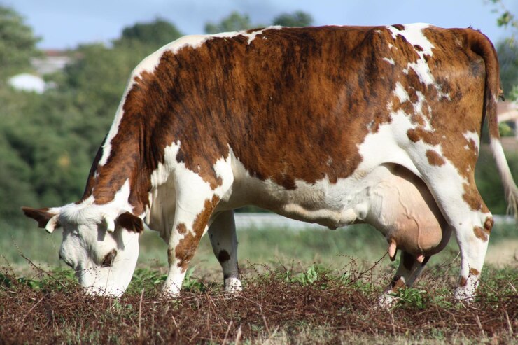 Foto koeien grazen op het veld