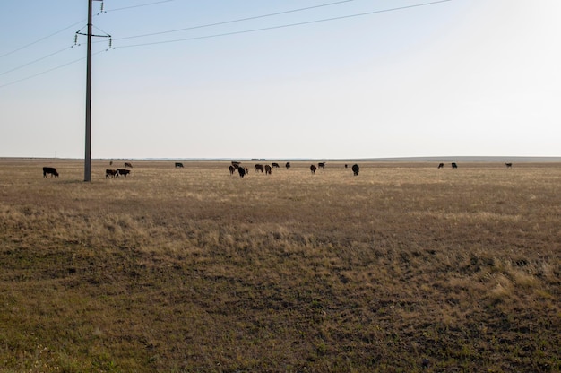 Koeien grazen op steppeweiden in Kazachstan bij Astana