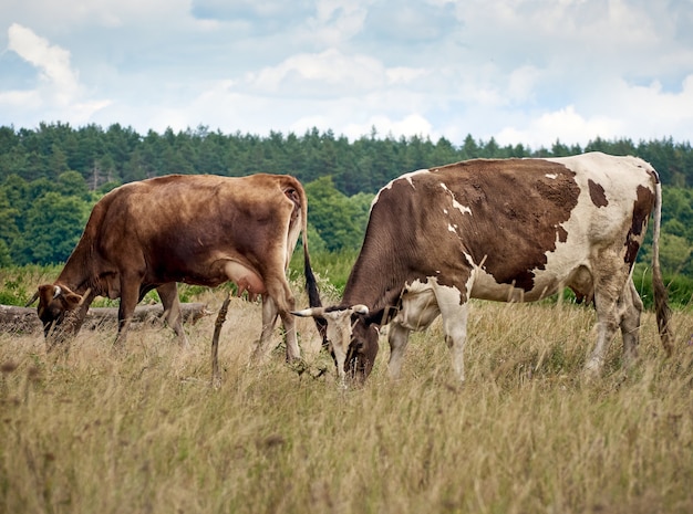 Koeien grazen op weiland.