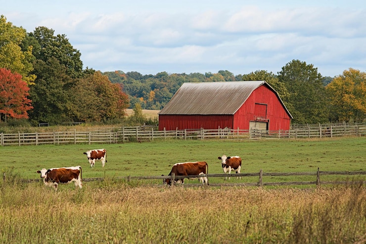 Foto koeien grazen vreedzaam bij een levendig herfstlandschap op het platteland