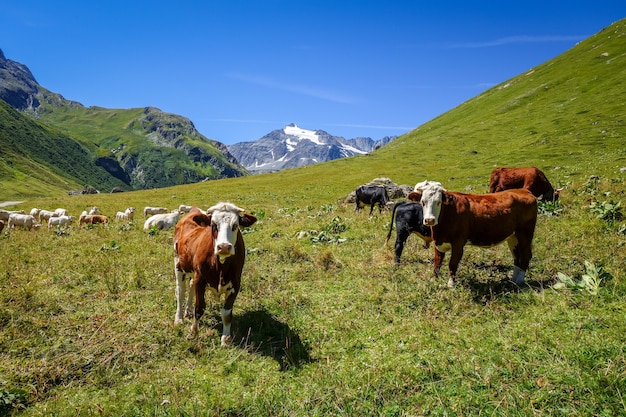 Koeien in alpenweide