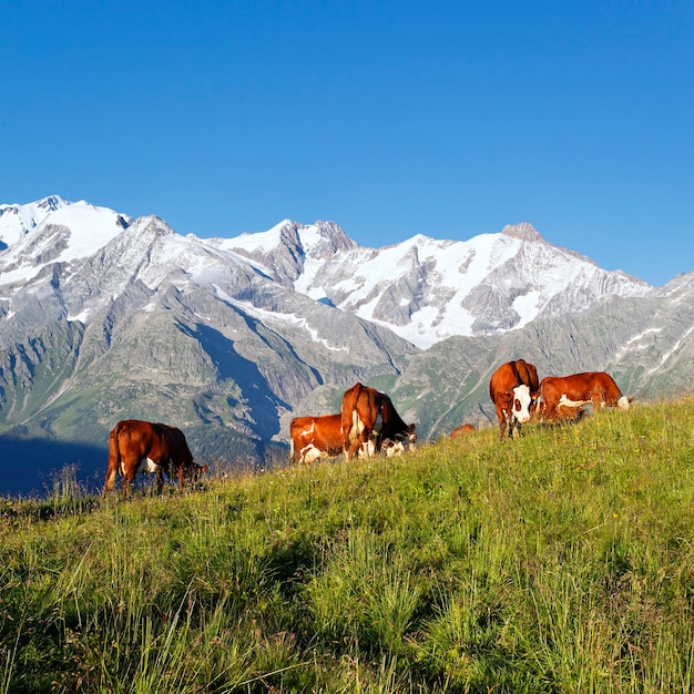 Koeien in de bergen van de Alpen, Frankrijk