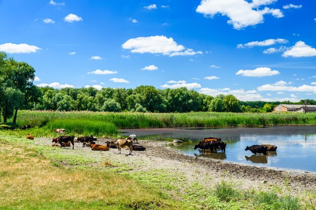 Koeien in de buurt van de rivier op zomerdag Landbouwconcept