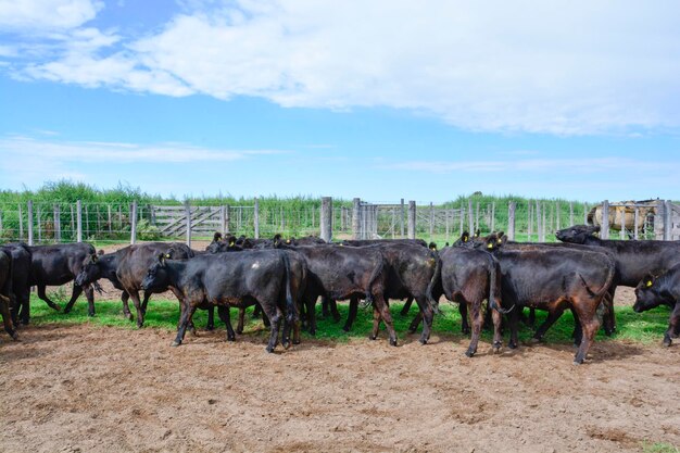 Koeien in de koeienstal Argentijnse vleesproductie