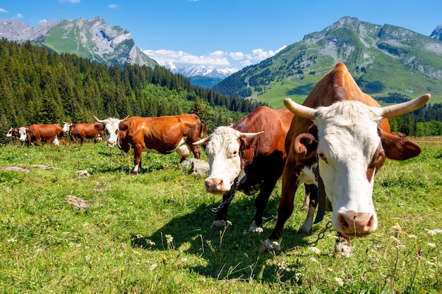 Koeien in een bergveld. La Clusaz, Haute-savoie, Frankrijk