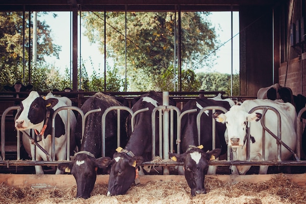 Koeien in een boerderij Melkkoeien in een boerderij