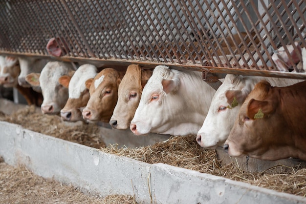 Koeien in een boerderij Melkkoeien vers hooi voor melkkoeien tijdens het werk Moderne boerderijstal met melkkoeien die hooi eten