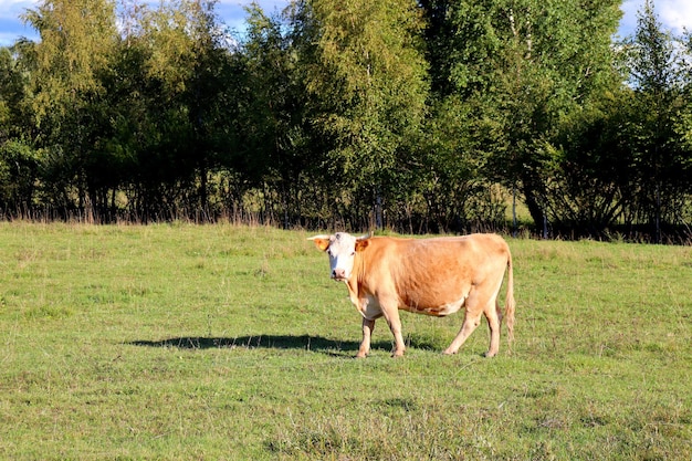 Koeien in een boerderij veld grazen