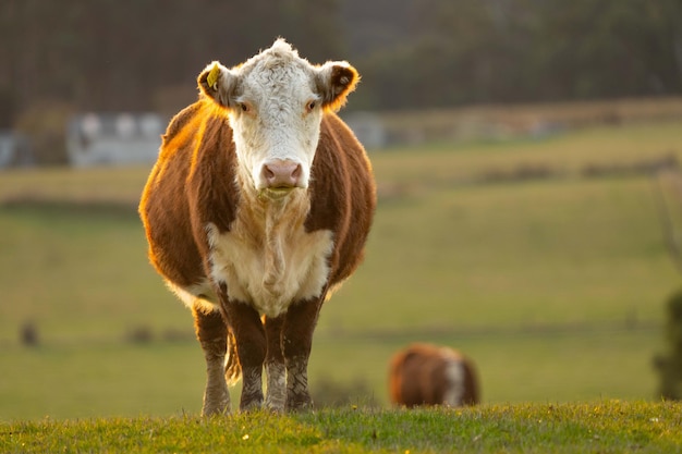 Koeien in een veld Stoeterij Beef stieren koe en vee grazen op gras in een veld in Australië