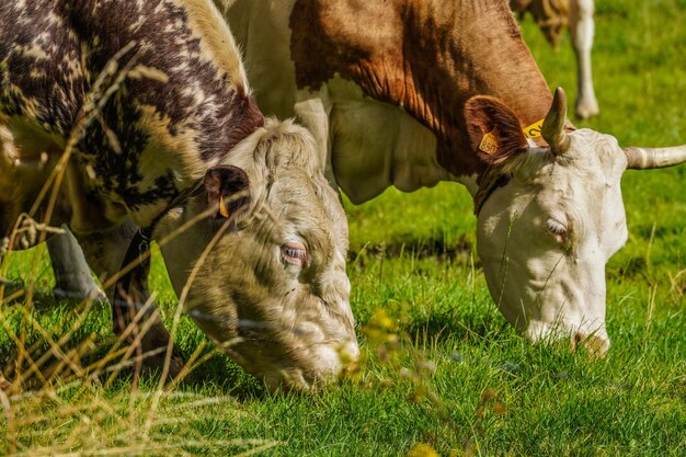 Foto koeien in een veld