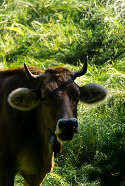 Foto koeien in een veld