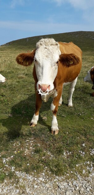 Foto koeien in een veld