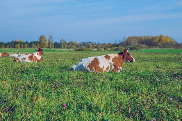 Foto koeien in een veld