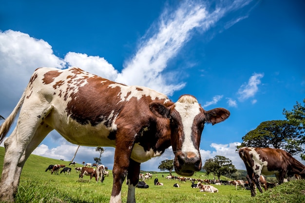 Koeien in het groene veld