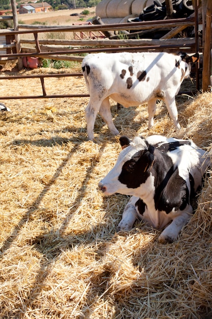 Koeien in het hek op een boerderij