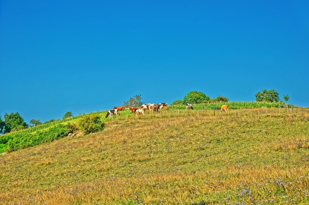 Koeien in het veld in een Zwitsers dorp in Yverdon les Bains in het district Jura Nord Vaudois in het kanton Vaud, Zwitserland.